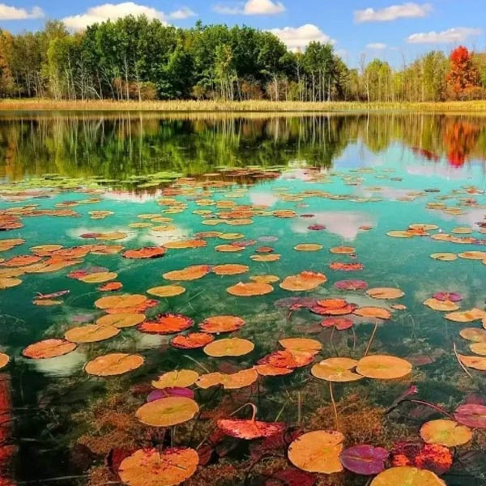 Anzali lagoon in northern Iran
